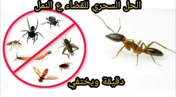 طرق سحرية للتخلص من النمل