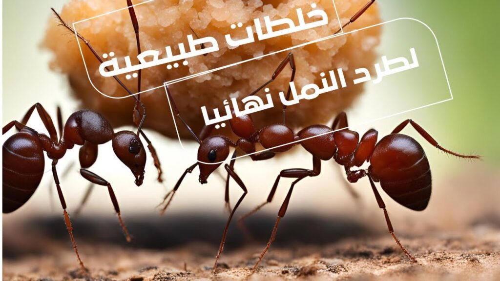 طرق التخلص من النمل والبق نهائيا