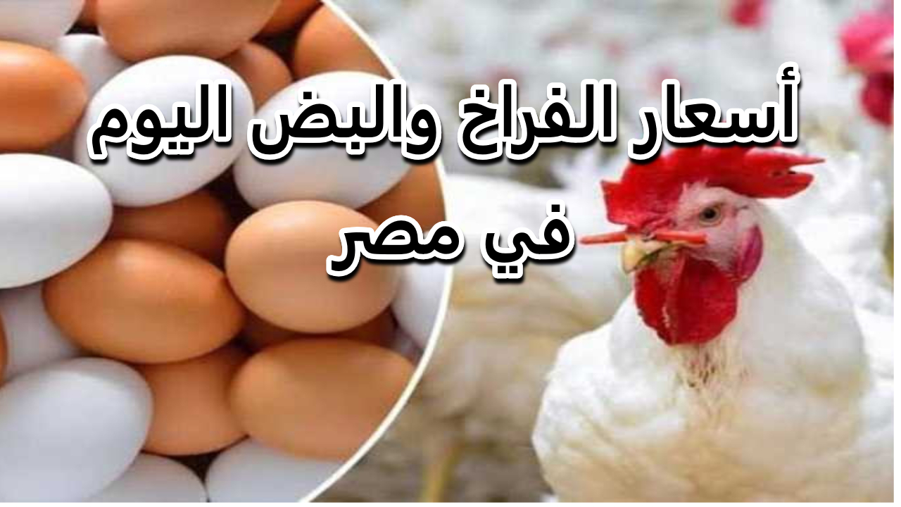 يا ترى كم سعر الفراخ البيضاء في بورصة الدواجن اليوم بعد التراجع المستمر البيضة أصبحت بكام