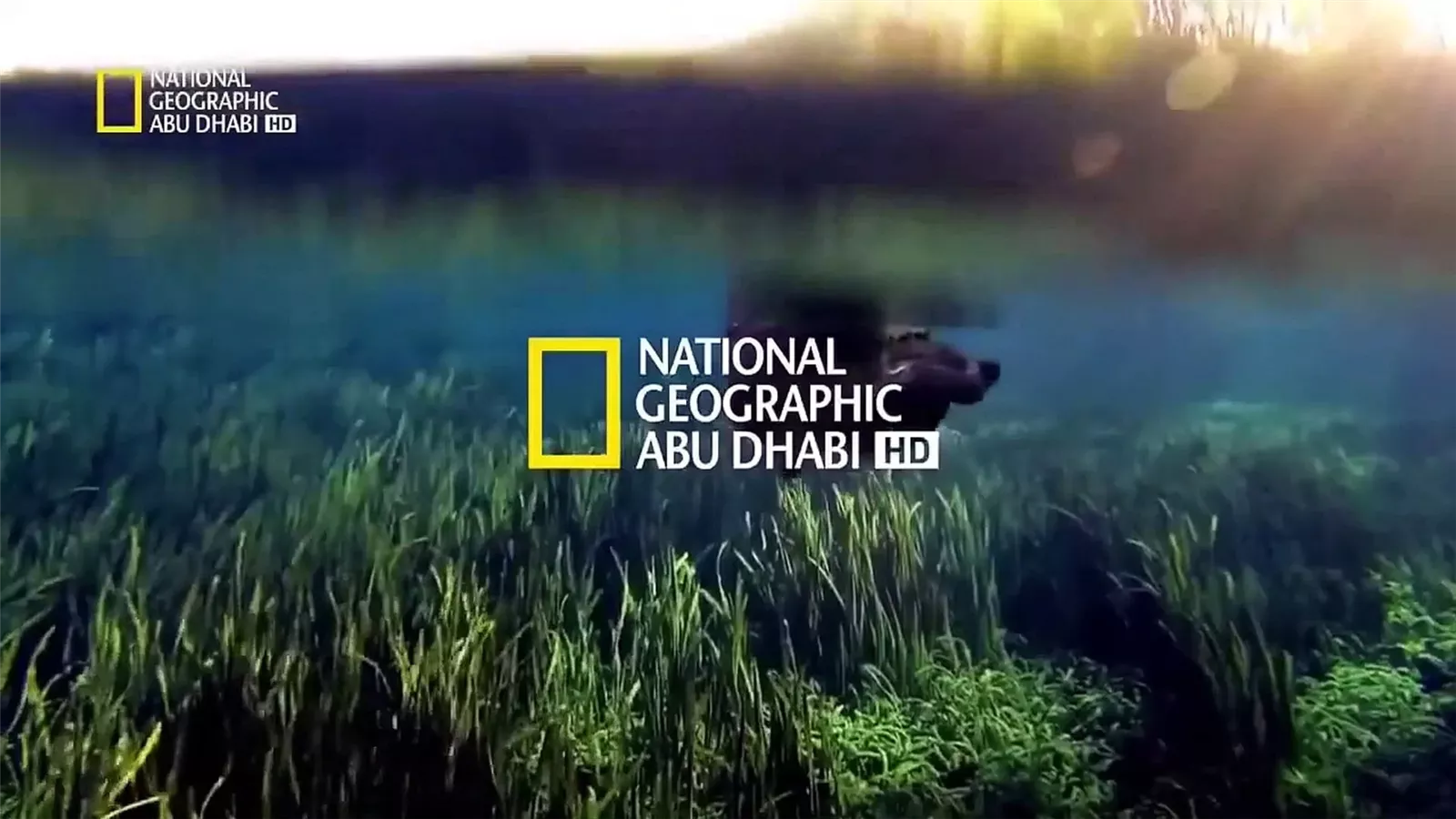 “هتلف العالم وانت في بيتك”.. تردد قناة ناشيونال جيوغرافيك 2024 National Geographic لمتابعة اجمل الافلام الوثائقية على كل الاقمار