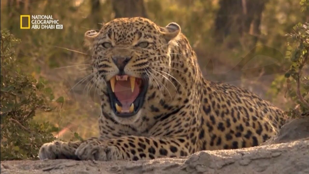 تردد ناشيونال جيوغرافيك ابو ظبي