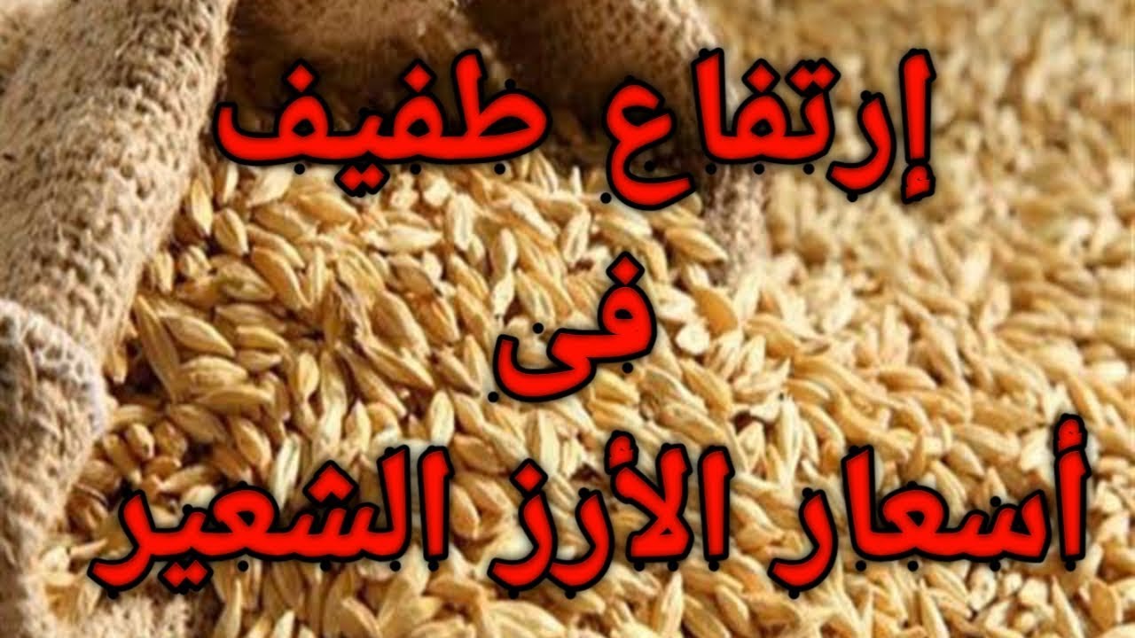 سعر الأرز الشعير اليوم