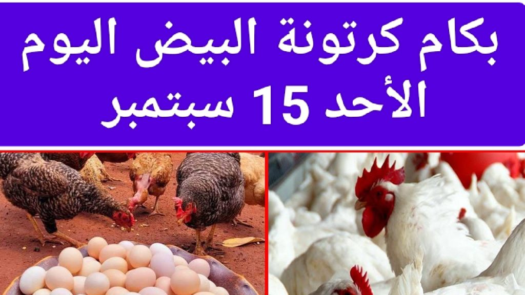 بكام كرتونة البيض اليوم الأحد 15 سبتمبر