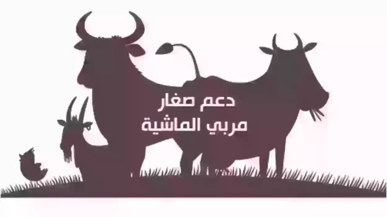 شروط التسجيل في دعم صغار مربي الماشية “أبرزها أن يكون اختصاصاته العناية بالماشية”