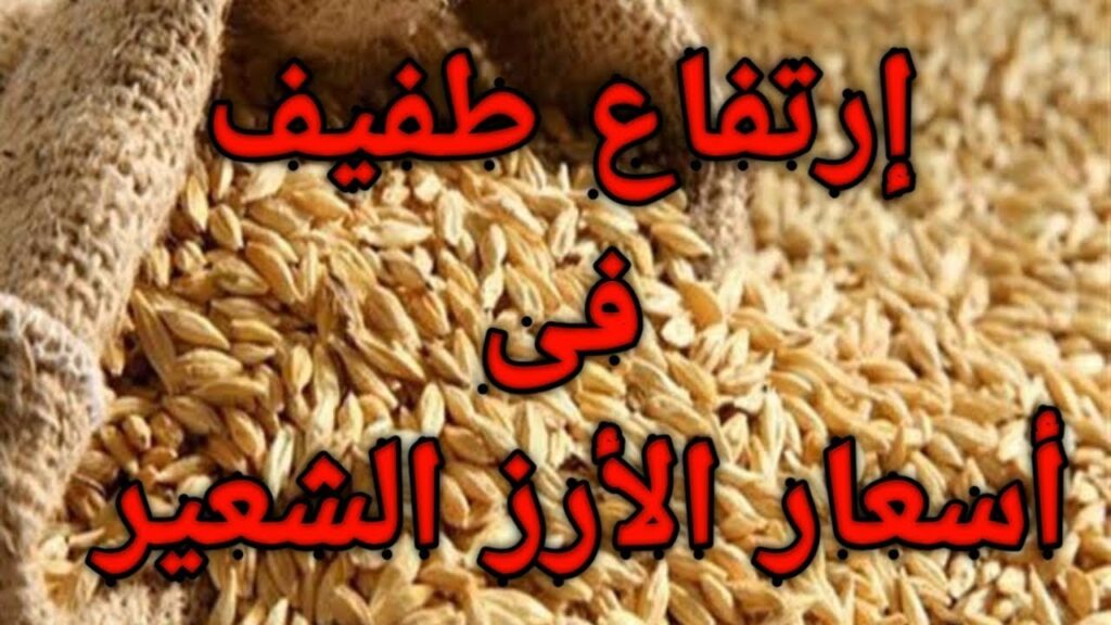 سعر الأرز الشعير اليوم