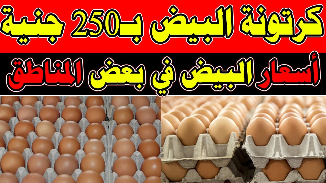 سعر كرتونة البيض اليوم للمستهلك