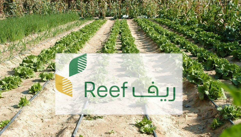 رابط التسجيل في دعم ريف لربات البيوت 1446هـ.. وأهم الشروط المطلوبة