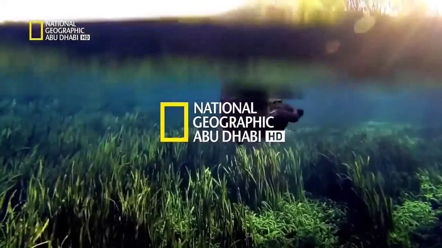 شاهد الطبيعة.. تردد قناة ناشيونال جيوغرافيك أبو ظبي National Geographic 2025