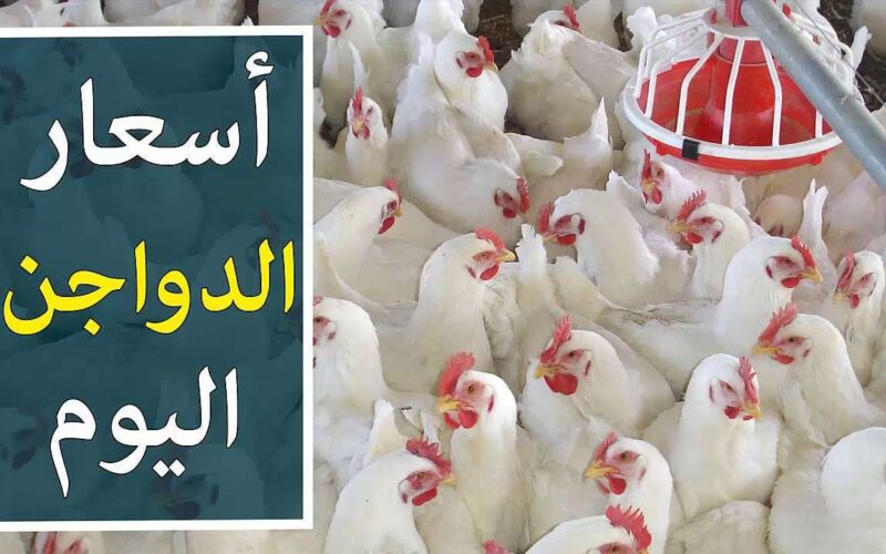 بورصة الدواجن اليوم أسعار الفراخ البيضاء