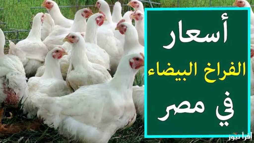 “الساسو والبانية بكــام يــحج“!! أسعار الفراخ البيضاء اليوم بورصة الدواجن في الأسواق المصرية.. البلدي رفــع؟