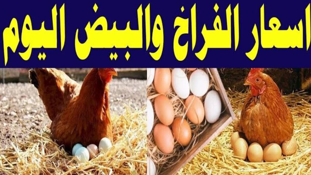 بورصة الدواجن اليوم أسعار الفراخ البيضاء وسعر كرتونة البيض اليوم للمستهلك