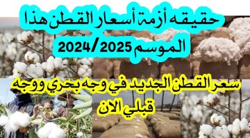 آخر أخبار الذهب الأبيض. سعر القطن اليوم بعد آخر مزاد الأحد 22 ديسمبر 2024