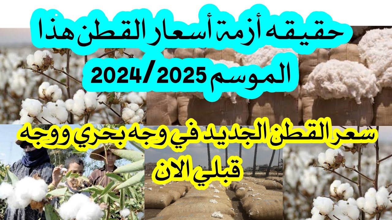 آخر أخبار الذهب الأبيض.. سعر القطن اليوم بعد آخر مزاد الأحد 22 ديسمبر 2024