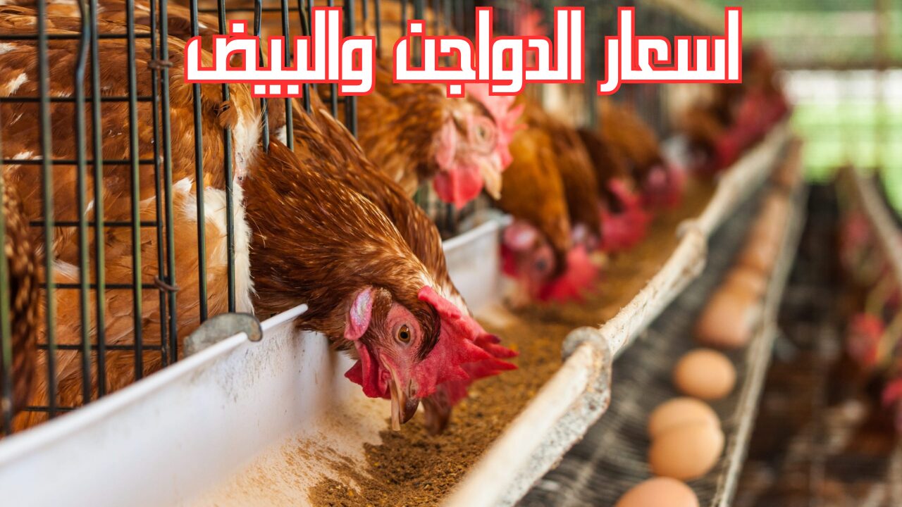 اشتري يا ست الكل.. أسعار الفراخ اليوم في مصر بورصة الدواجن والبيض والكتاكيت 2025
