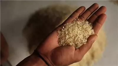 سعر طن الأرز الشعير اليوم سعر طن الأرز الشعير اليوم