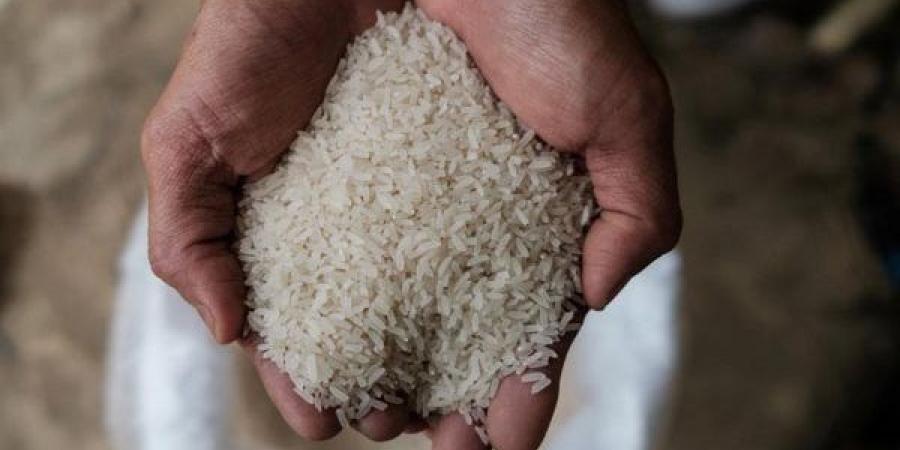 سعر طن الأرز الشعير اليوم سعر طن الأرز الشعير اليوم