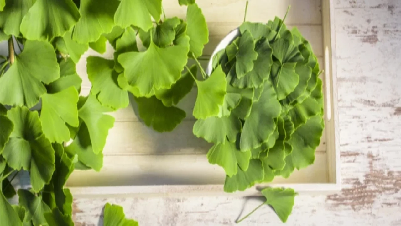 فوائد عشبة الجنكة للجسم