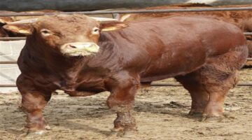 سعر كيلو العجول قائم اليوم الخميس 29-5-2025 مع اقتراب عيد الأضحى