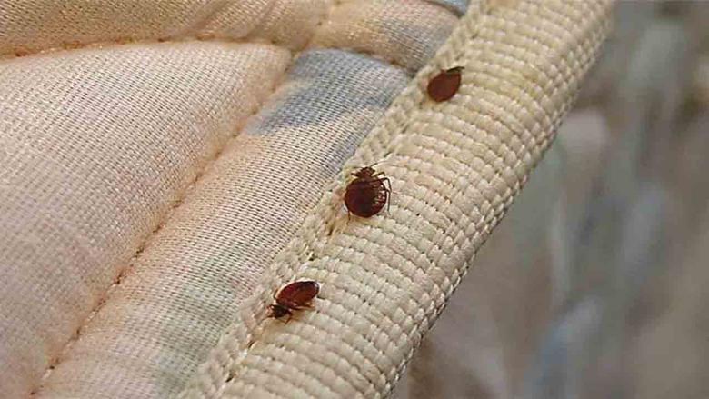 10323259171696399597 10323259171696399597