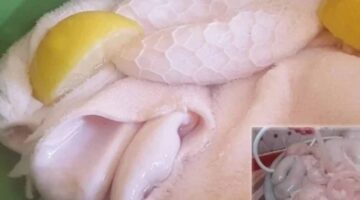 IMG_٢٠٢٥٠٦٠٦_١٠٠١١٧_(1200_x_800_pixel)