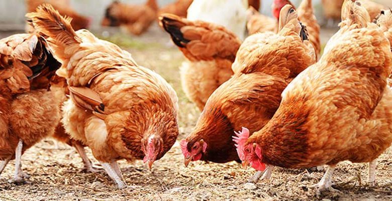 أسعار بورصة الدواجن اليوم أسعار بورصة الدواجن اليوم