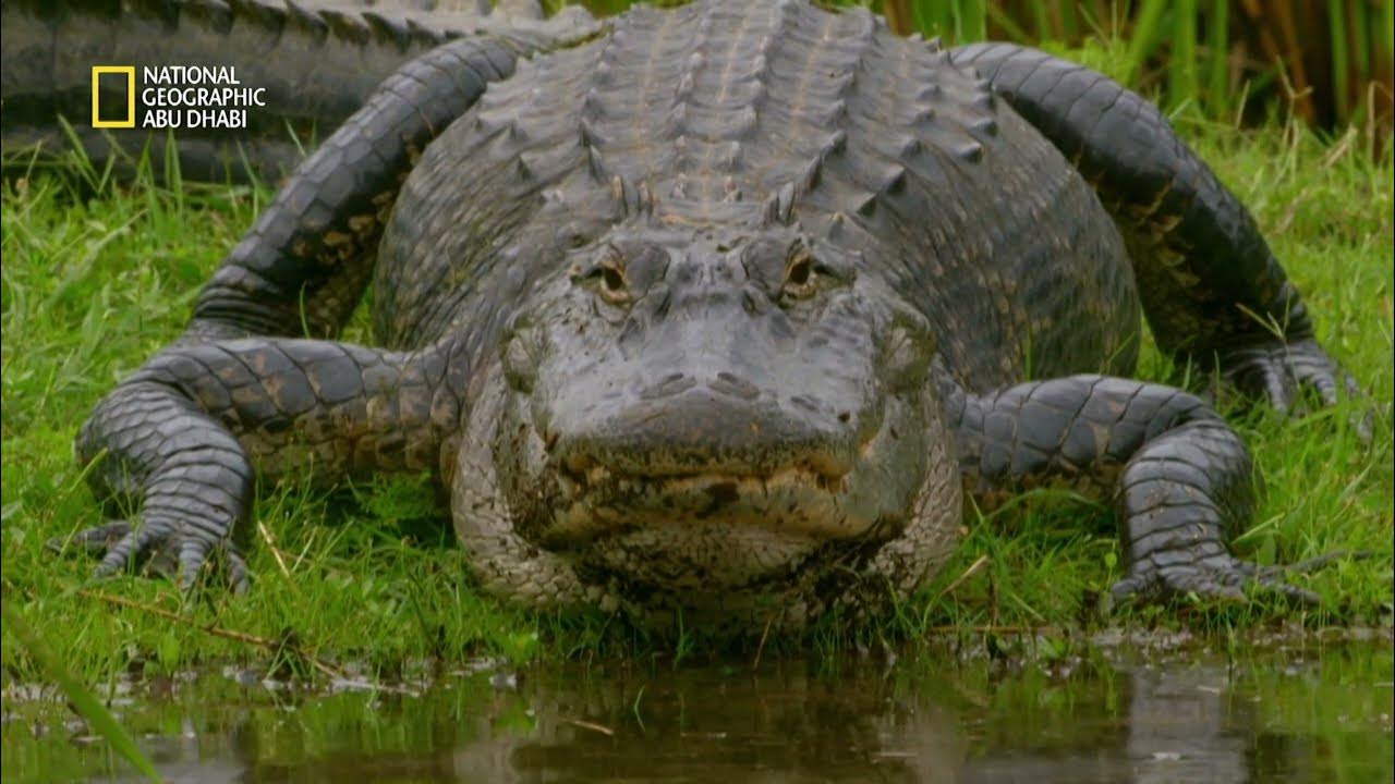 اكتشف عوالم جديدة.. تردد قناة ناشيونال جيوغرافيك 2025 لمحتوى وثائقي متميز