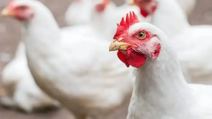 “الفراخ بقت في التراب” أسعار الدواجن اليوم الجمعة 1-8-2025