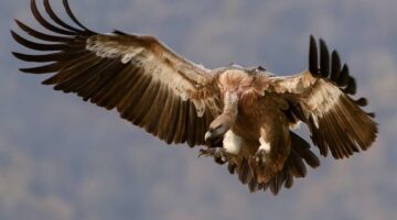 أخر تحديث تردد قناة وناسة لولو على نايل وعرب سات 2026 .. بدون تشويش أو تقطيع