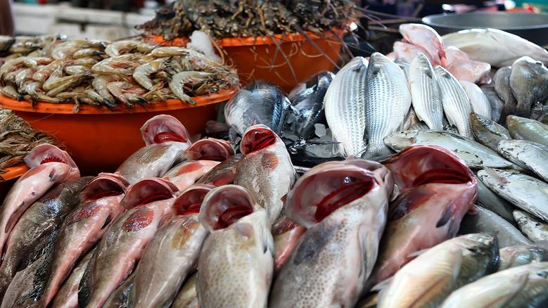 اسعار السمك اليوم اسعار السمك اليوم