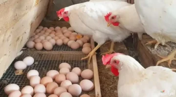 اسعار الفراخ البيضاء