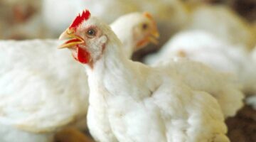 اسعار الفراخ اليوم السبت 7 ديسمبر 2024 