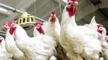 اسعار بورصة الدواجن اليوم