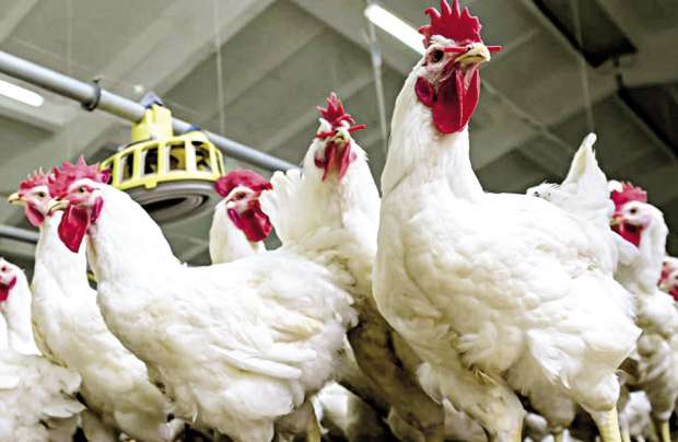 اسعار بورصة الدواجن اليوم اسعار بورصة الدواجن اليوم