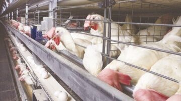 دواجن–1024×619