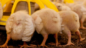 Egyptian poultry market prices