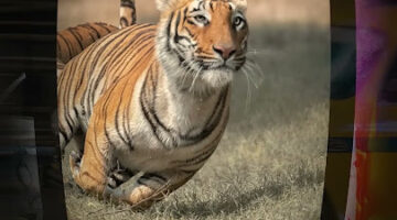 National Geographic 2026 promo