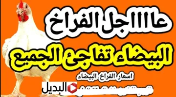 “راحـــت فين” بورصة الدواجن اليوم أسعار الفراخ البيضاء اليوم 5 فبراير الخميس.. شوف الفرخة بكــام