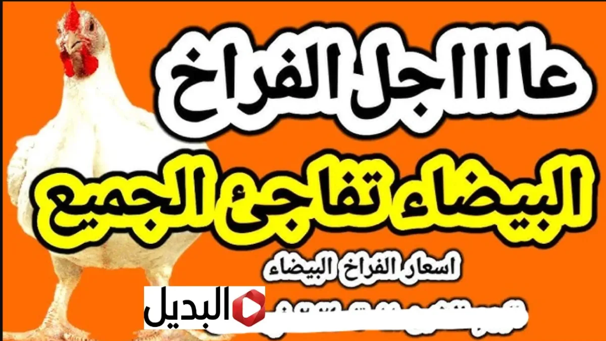 “راحـــت فين” بورصة الدواجن اليوم أسعار الفراخ البيضاء اليوم 5 فبراير الخميس.. شوف الفرخة بكــام "راحـــت فين" بورصة الدواجن اليوم أسعار الفراخ البيضاء اليوم 5 فبراير الخميس.. شوف الفرخة بكــام