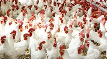 اسعار الفراخ اليوم الثلاثاء