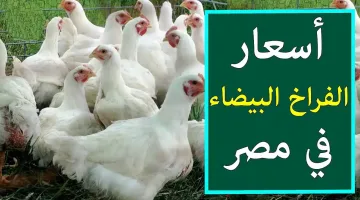سعر الفراخ اليوم الخميس